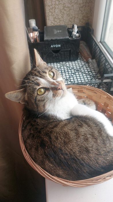 Котята, кошка в добрые руки