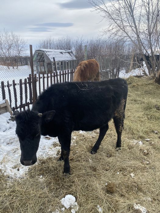 Перво телки Коровы