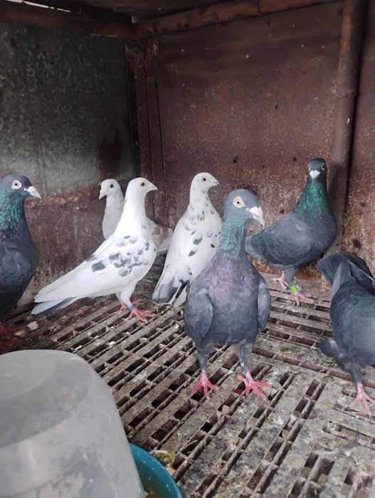 Пощенски Гълъби чифтове