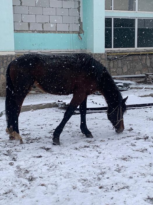 Жеребец в косяк, обученный