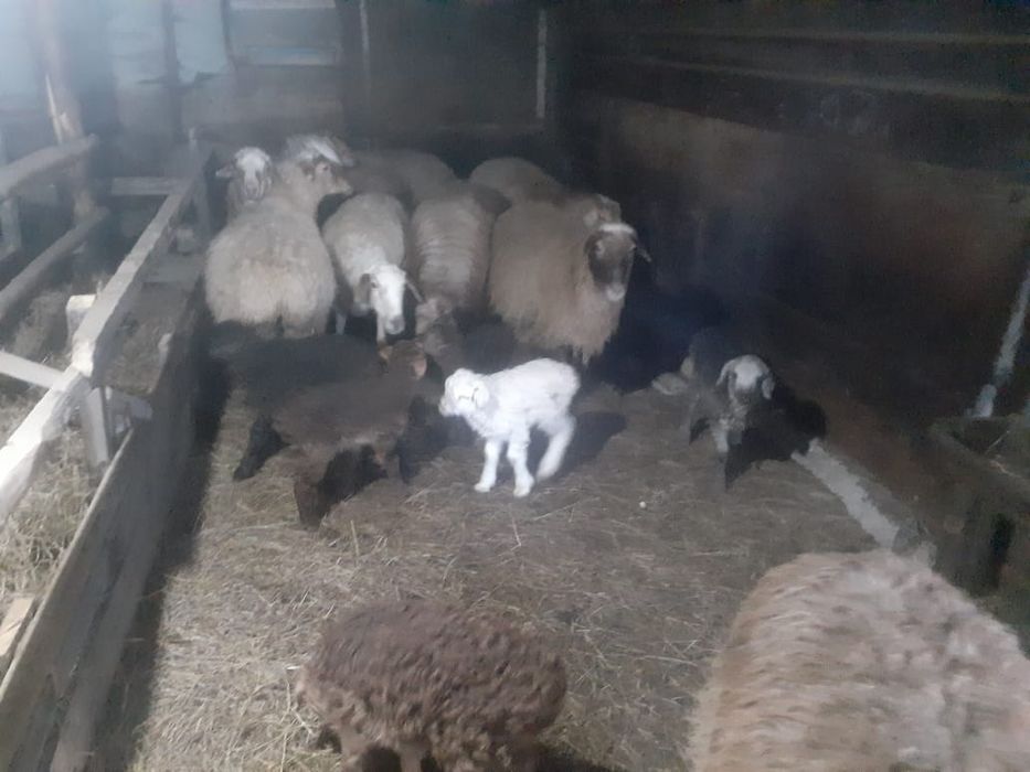 Продам баранов, МРС