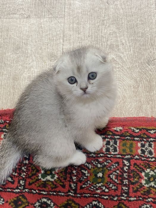 Ayollar ozlarining avrat joylarini korsatadilar