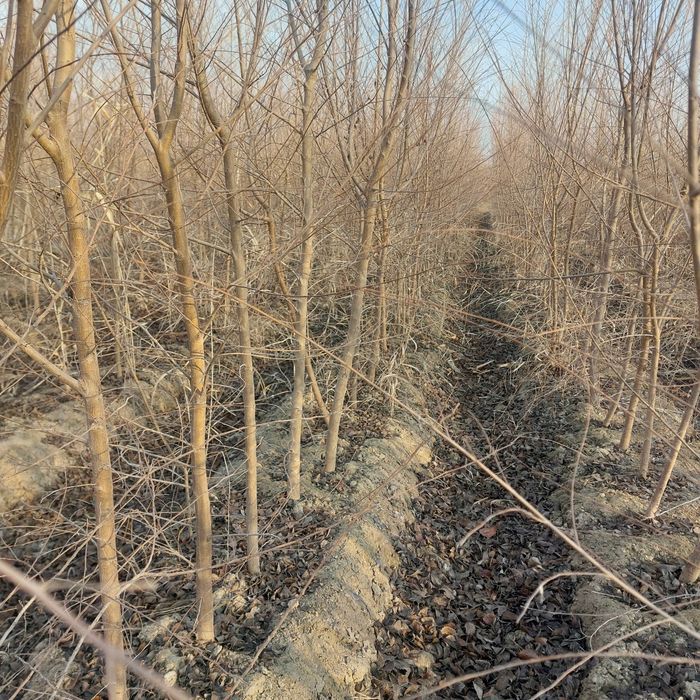 Mevali manzarali koʻchatlar