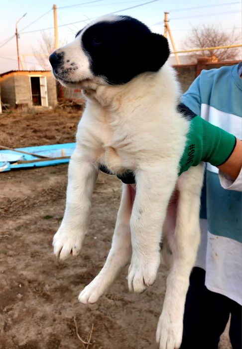 Продам щенка Алабая