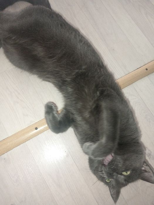 Котик да хороши руки, На горшок сам ходит, Очень хороши котик.