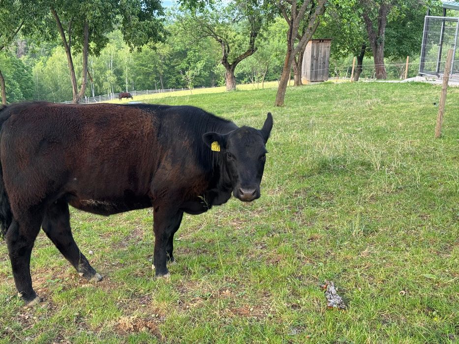 Vând Black Angus