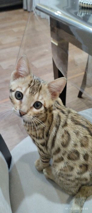 Продам котенка Бенгал