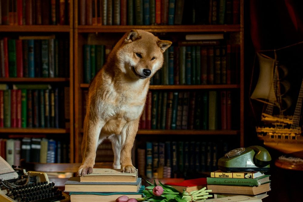 Сиба Ину кобель для вязки