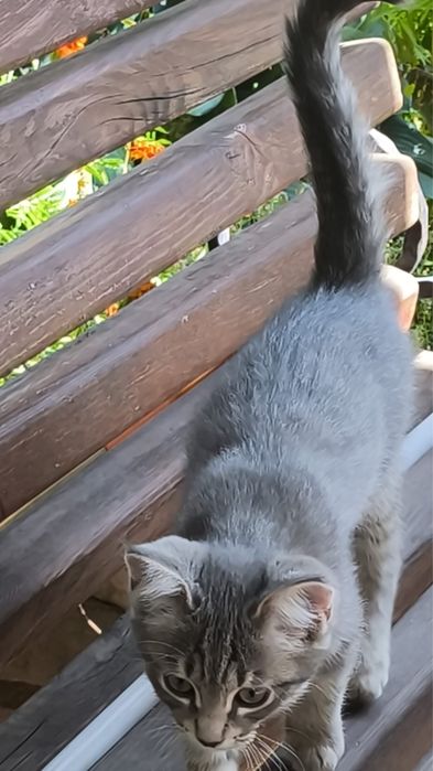 Котята крысоловы