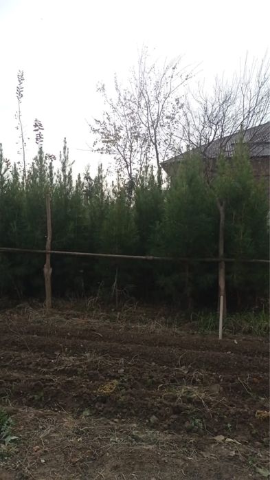 елка, сосна ель…