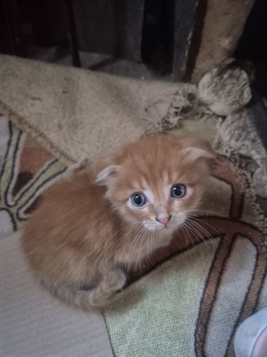Продам котят веслоухих
