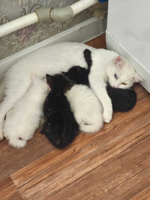 Отдам котят за 3 копейки