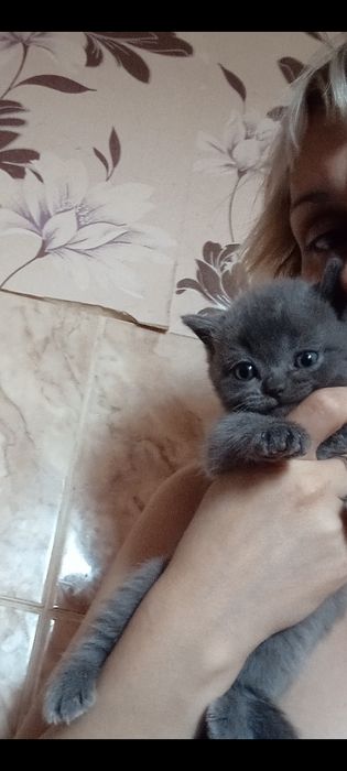 Страйт  котята 1,5месяц . Приучены.