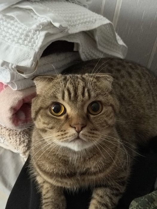 Отдам кота в хорошие руки!