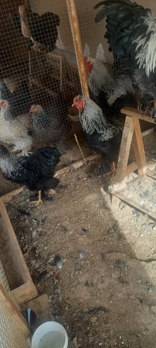 Brava xo'rozlar arzon narxda