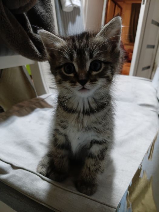 Отдам даром котят