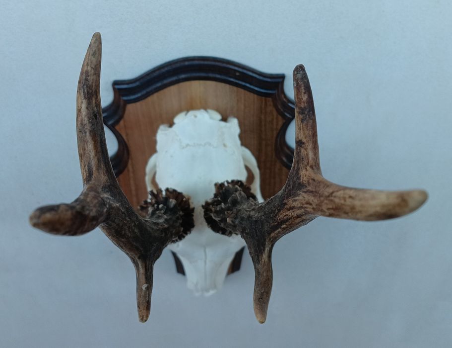 Трофей от сръндак.Рога