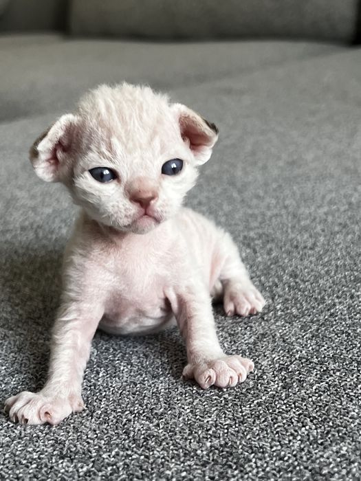 Котята девон рекс