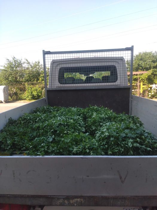 Pătrunjel verde 8 lei