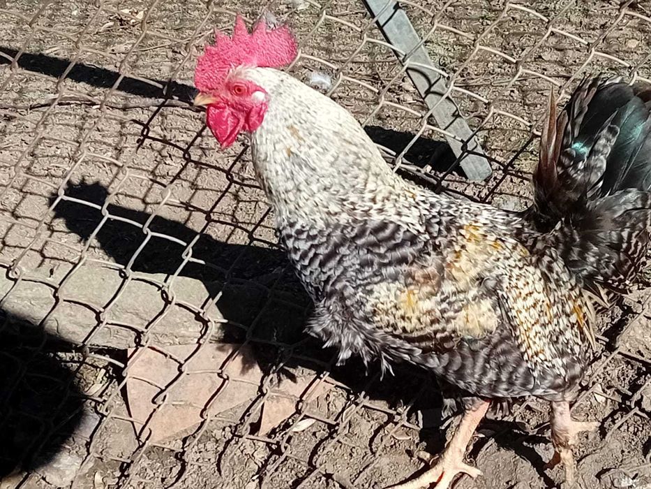 Vând cocoși și găinușe pitice