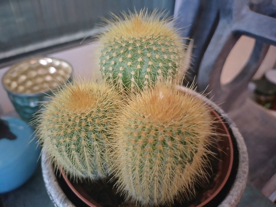 Екзотичен кактус от Малта