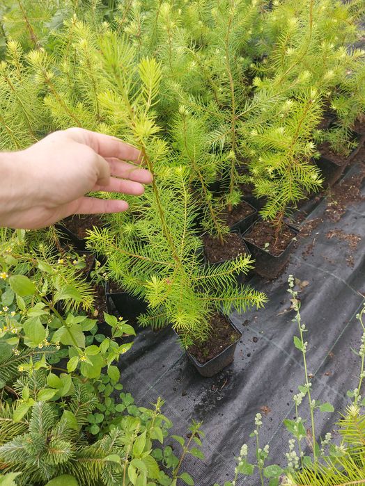 Puieti duglas Pseudotsuga menziesii ghiveci P12- plantare 12 luni/an