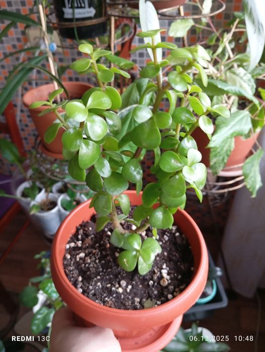 Продам растения для дома