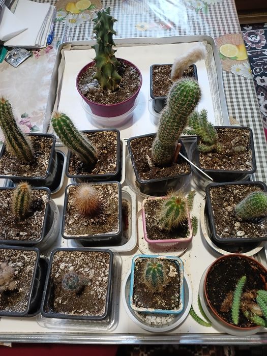 Красиви  малки кактуси