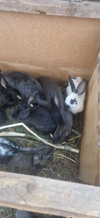 продам кролик шиншиллы