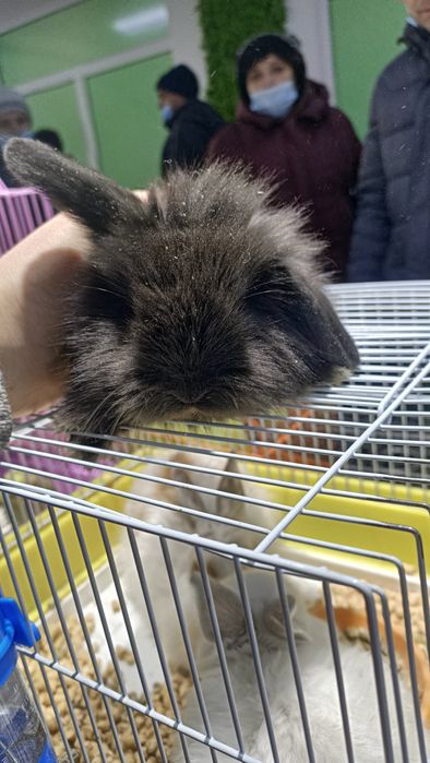 Вислоухие кролики декоративные