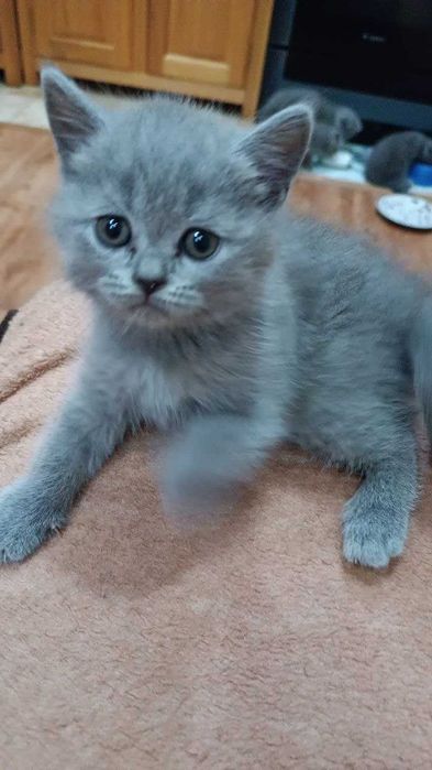 Вислоухие котята