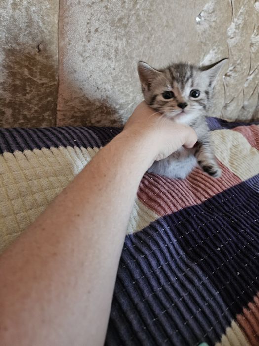 Котята шотландские