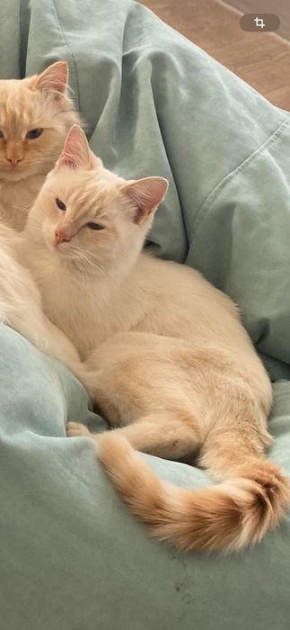 Пропали два кота