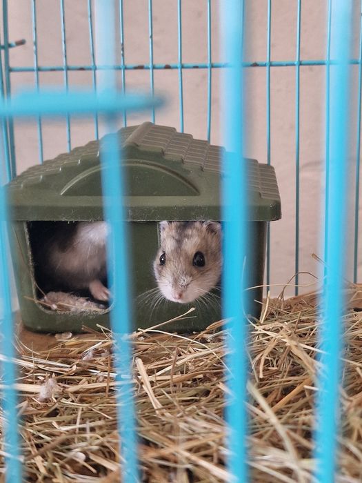 Продам пару джунрагрских хомяков.