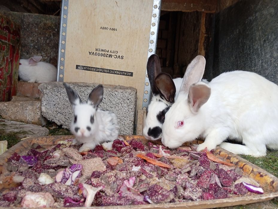 Uy quyonlari sotiladi