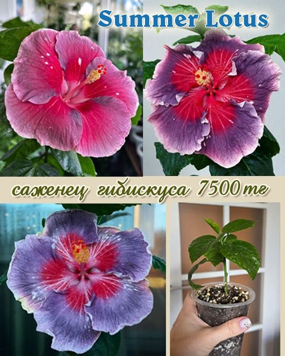 Продам сортовые гибискусы