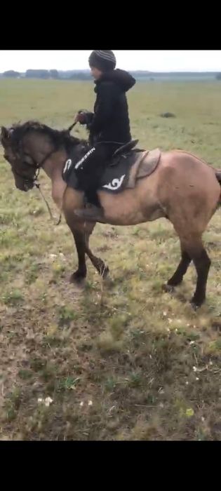 Продам коня иноходца