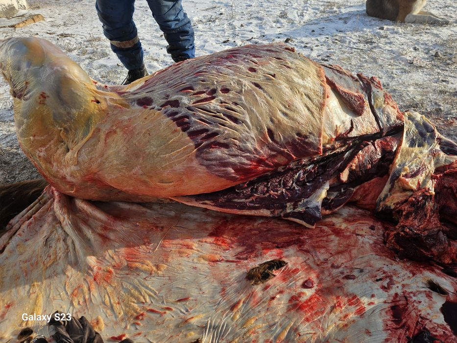 Қасапшы мал соямын