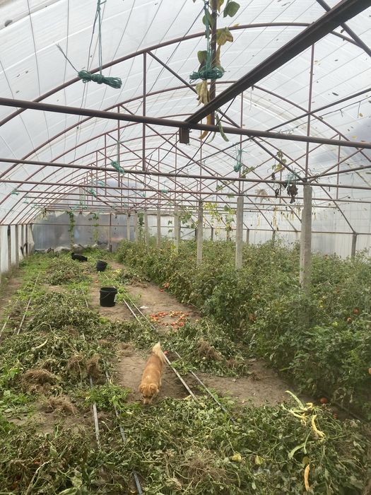 Vând solar are 22m lungime si 8m lătime,țeava este de un țol.