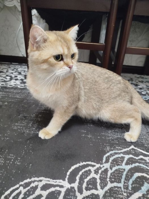 Продам британский шиншилла мальчика