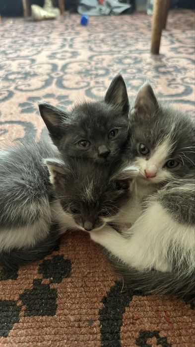 Милые котята 2 девочки и 1 мальчик( пятнистый)