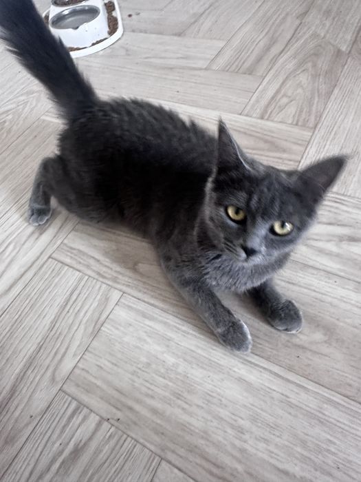 Кошка 6-7 месяцов
