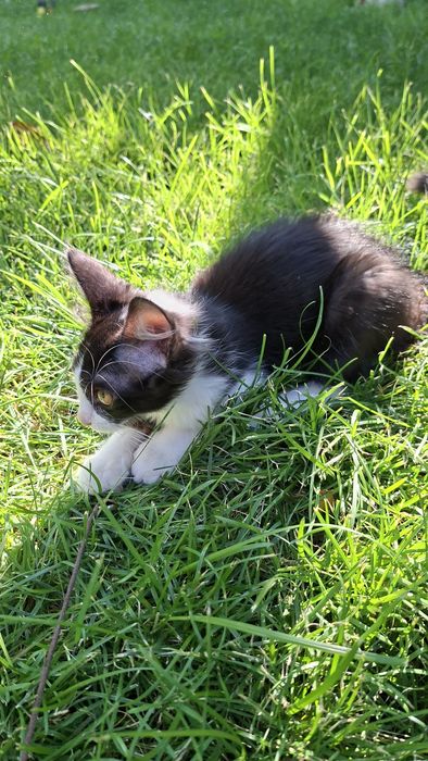Отдаю котенка в добрые руки! До сентября/октября!!!