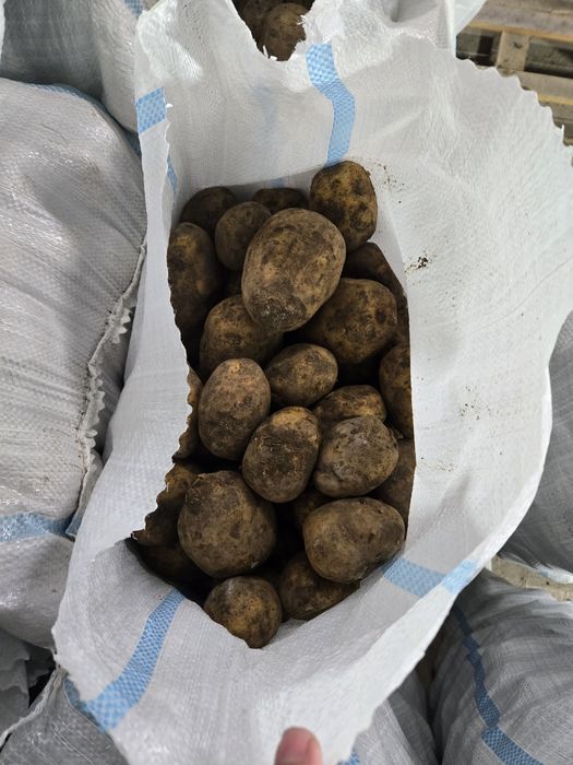 Картошка, сорт Гала, микс 4+