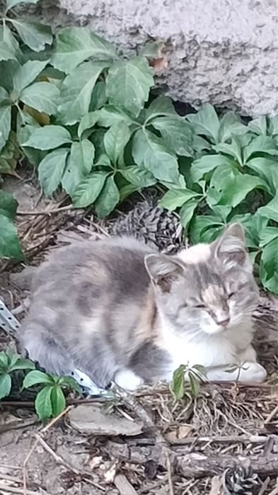 Котёнок мальчик отдам