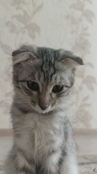 Продаю кошку атырау