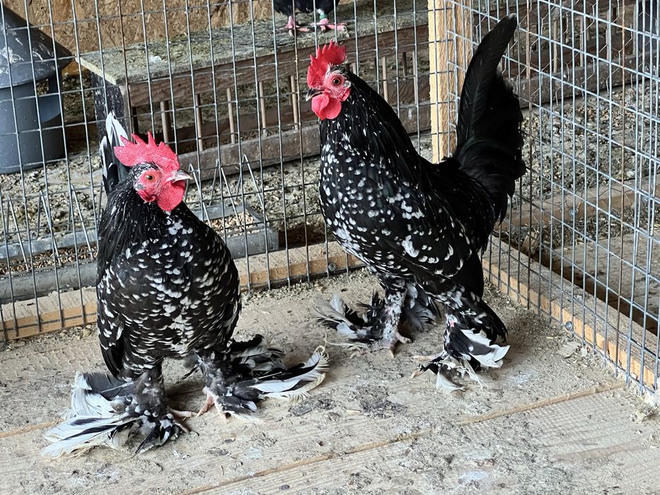 Cocosi din rasa Mii de flori de vanzare - negru bobat si portelan
