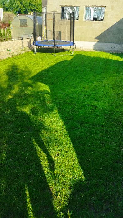 Посевной газон яркий плотный в петропавловске