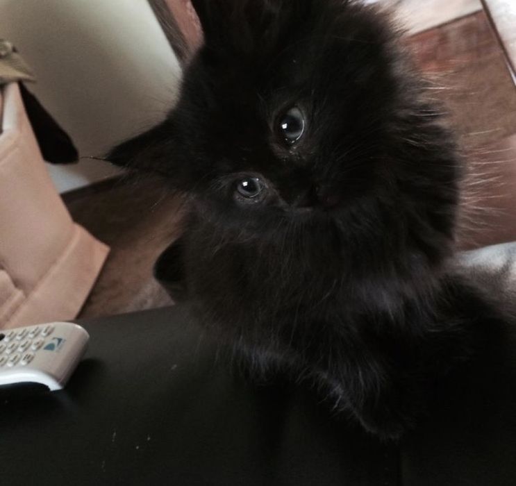 Ищет дом котенок