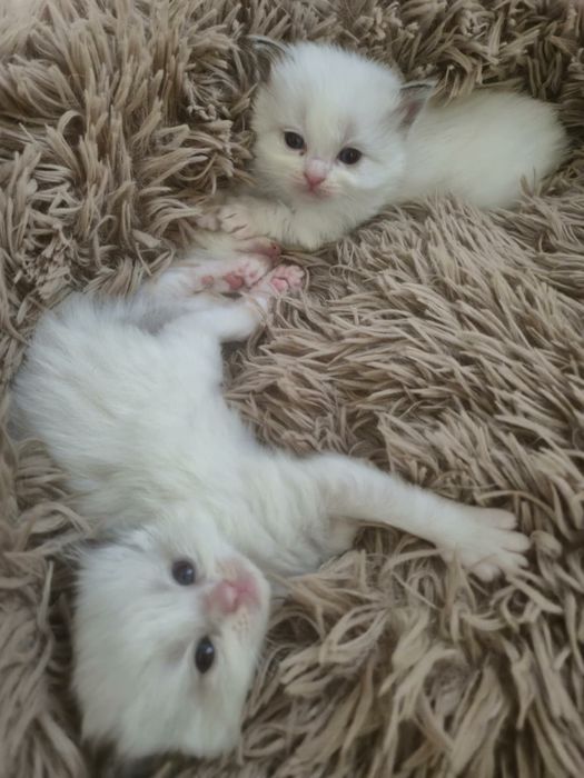 Ragdoll Cats / Регдол Котенца